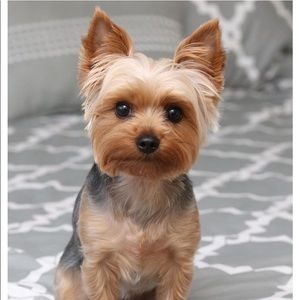 Meet your Posher, Iris